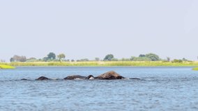 Elephants crossing a river by swimming. Botswana, South Africa.