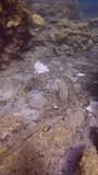 Vertical video, Lots plastic trash polluting the seabed on in the crevice between the rocks, slow motion