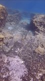 Vertical video, Fishes feed between cliffs on seabed covered with so many of plastic garbage. Camera moving forwards above rocky bottom covered with plastic debris, Slow motion