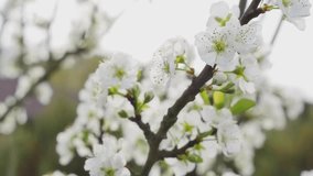 Short clip showing beautiful plum-tree flowers in blossom