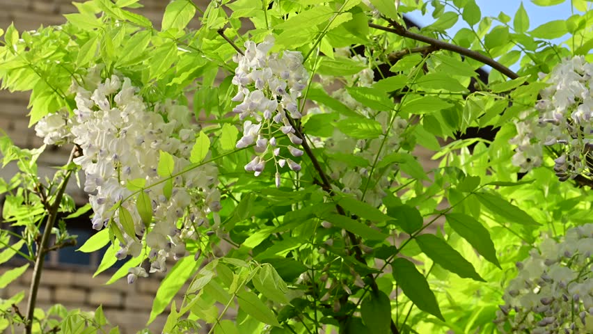 the beautifu;l tree blossoms closeup