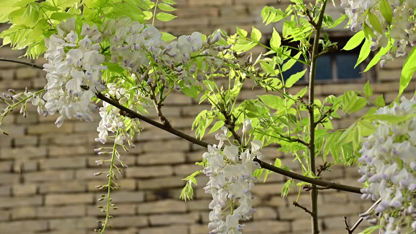 the beautifu;l tree blossoms closeup