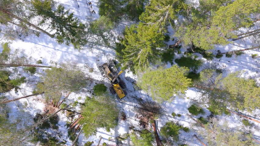 Descending top down drone over harvester felling and delimbing spruce tree Royalty-Free Stock Footage #3477298805
