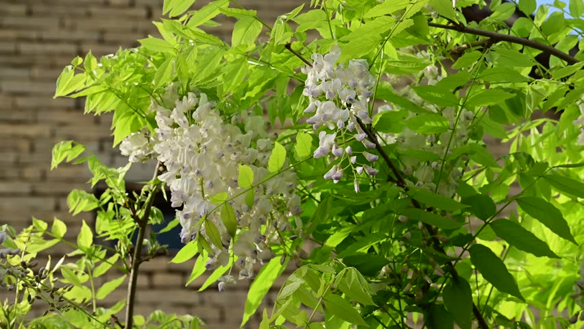 the beautifu;l tree blossoms closeup