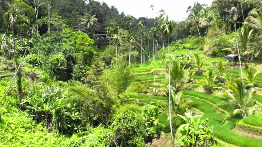 Aerial shot Of Tegallalang Rice Terraces and lush jungle In Gianyar, Bali, Indonesia. Ascending drone shot.