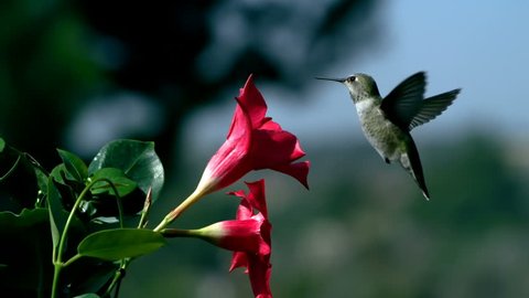 Hummingbird Feeds on Mandevilla Red Flower And Urinates Slow Motion