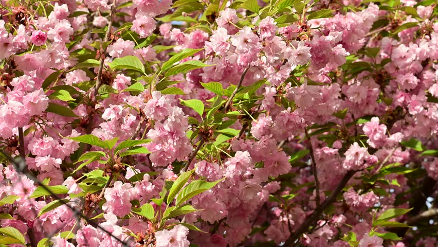 the beautifu;l tree blossoms closeup