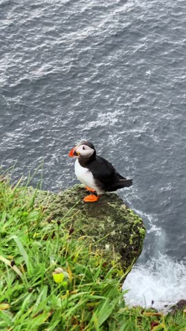 Close-up of a puffin, Atlantic Puffin, Puffin, Fratercula artica. The common puffin is a species of seabird in the auk family. Cute bird on the rock cliff Royalty-Free Stock Footage #3477346901