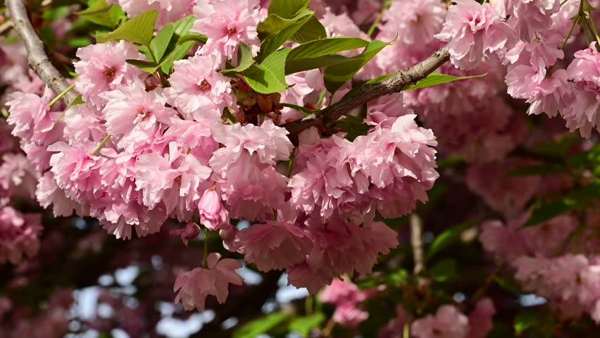 the beautifu;l tree blossoms closeup