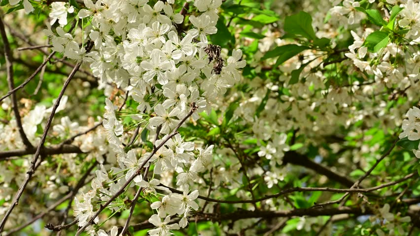 the beautifu;l tree blossoms closeup