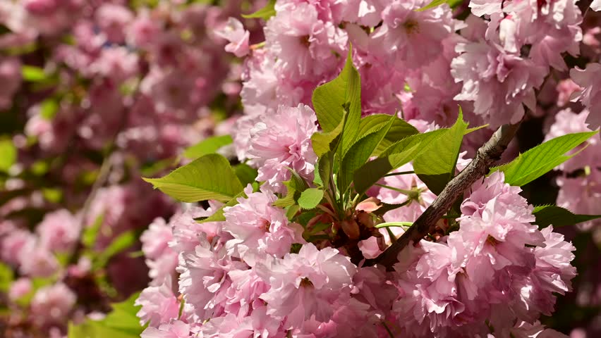 the beautifu;l tree blossoms closeup