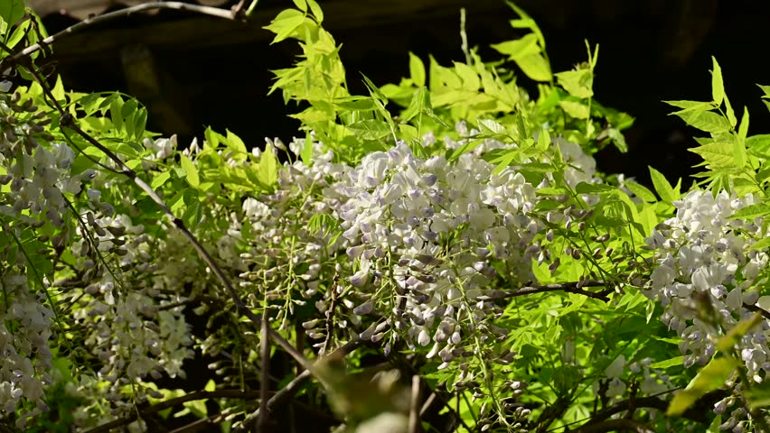 the beautifu;l tree blossoms closeup