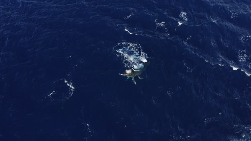 A single humpback whale swims and surfaces in deep blue waters off the coast of Maui, Hawai