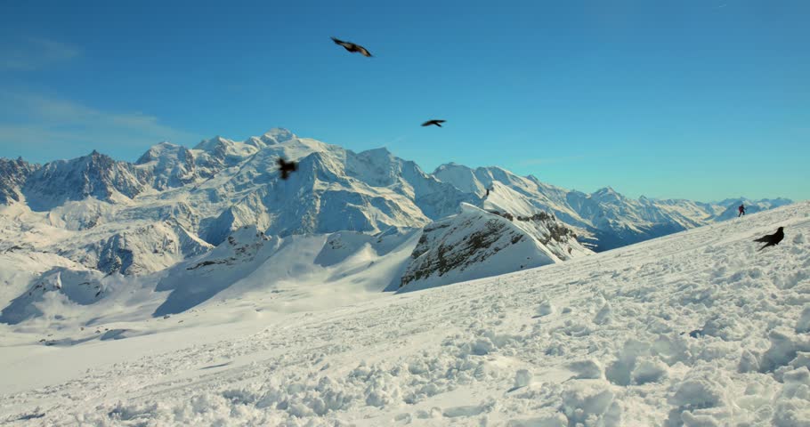 Flock Of Birds Flying On The Snow Highest Peaks Of Mont Blanc, France, Europe. Static Shot
