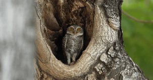 Spotted owlet (Athene brama) in a hole of tree, Thailand. High definition shot at 4K, 60 fps video footage.