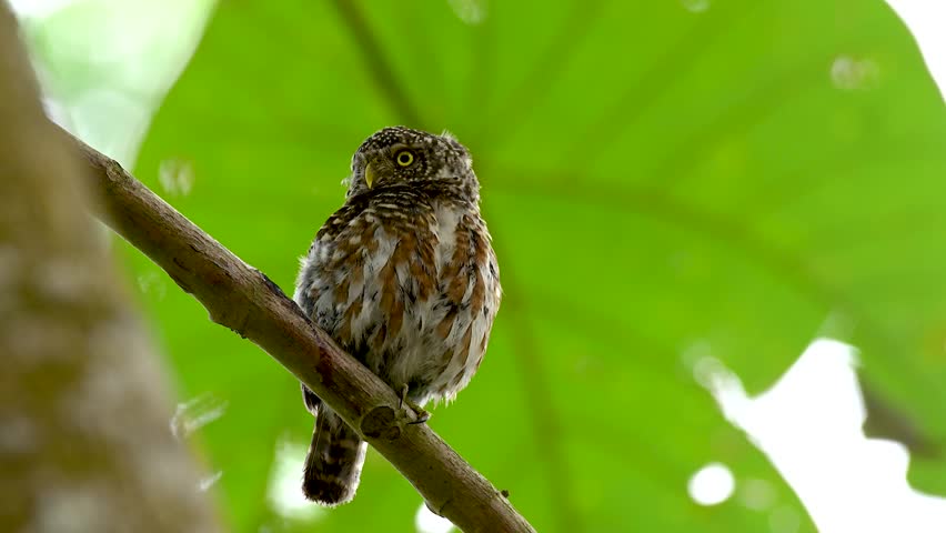 A baby collared pygmy owl sits on a branch. Shortly after leaving the nest Waiting for mom to bring food.