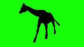 A silhouette of a giraffe walking on green screen, perspective view. Animal silhouettes, seamless loop 3D animation. You can easily remove the green screen with just one click using any video editor.