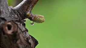 Drop of sap falling from vine branch with young shoots in spring. Sardinia, Italy. Traditional organic agriculture. Footage.