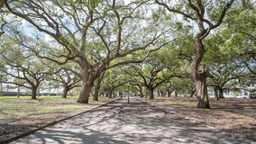 A time lapse of the walkway in White Point Garden at the Battery in Charleston with Southern Live Oak Trees. 4k video.