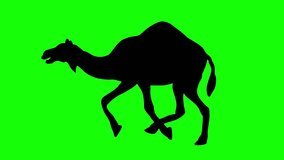 A silhouette of a camel running on green screen, side view. Animal silhouettes, seamless loop 3D animation. You can easily remove the green screen with just one click using any video editor.