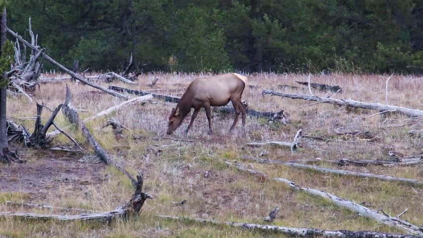 Cow elk (Cervus canadensis) grazing in a meadow in Wyoming during fall
