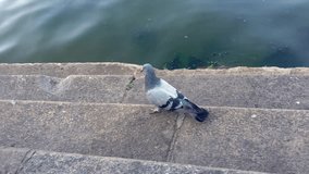 A pigeon is walking on a ledge near a body of water. The bird is looking down at the water, possibly searching for food. The scene is peaceful and serene