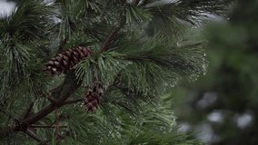 Melting Snow Dripping From Pine Tree Needles With Cones In Indre Fosen, Norway. closeup - Powered by Shutterstock - Get 15% off with code: PIKWIZARD15
