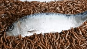 Time lapse video showing a fish completely devoured by mealworms