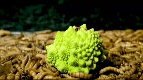 Time-lapse video showing how mealworms devour green cauliflower.
