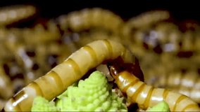 
Video showing a zoom in on mealworms as they devour a green vegetable