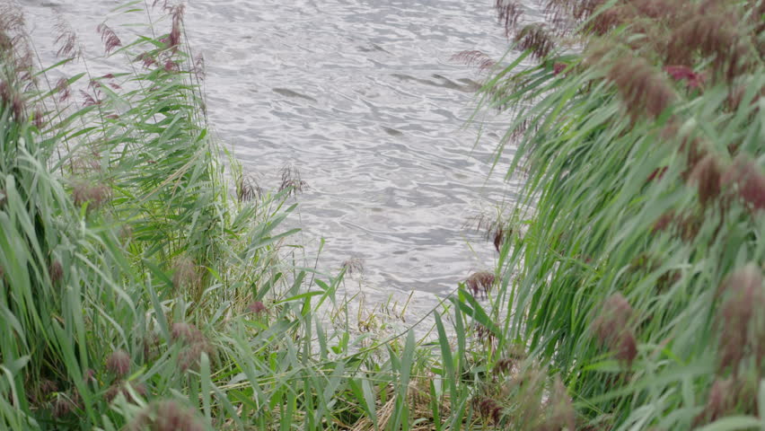 Close up of tall marsh grass on the coast overlooking the shimmering water of the ocean, on a windy summer day