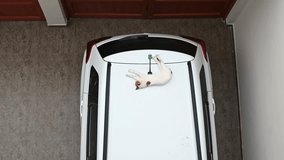 Serene cat enjoys a nap atop a white car, blending in with the vehicle's sleek surface - Powered by Shutterstock - Get 15% off with code: PIKWIZARD15
