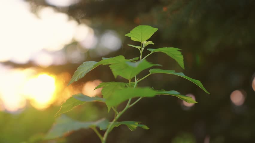 Tall stem of plant with fresh leaves gently sways in evening breeze. Stunning view of summer sunset in local park with emerald greenery