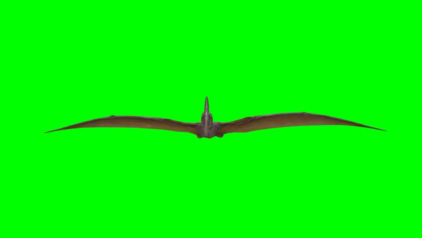 3D Pteranodon Pterosaur is flying entering the right side and outing on the left side on the chroma key. 4k dinosaur fly on green screen, with a long toothless beak, a long bony crest, and a wingspan