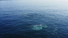 4k aerial footage of humpback whale splashing his tail in the blue water of pacific ocean. Magic wild animal frolicking in his environment. Beautiful scene on sunny day. Big Sur, California, USA