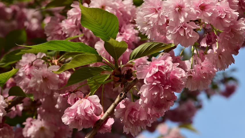 the beautifu;l tree blossoms closeup