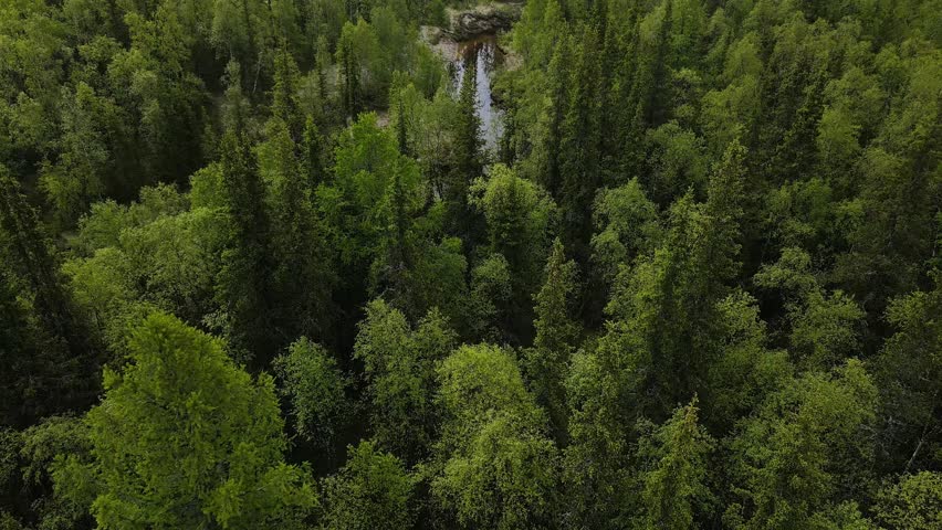 A view from above of a winding river flowing through a dense green forest with cascading waterfalls, surrounded by terrestrial plants and trees
