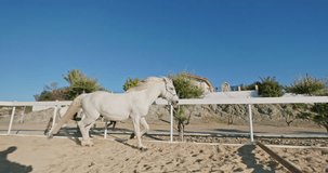 A white horse is galloping across the sand at the ranch. Beautiful horse concept of freedom of animal care on the farm. High quality 4k footage