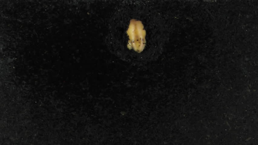 Time lapse of bean germinating and growing in a rhizobox. Bean (Fabaceae family) was placed in a rhizobox filled with the dirt and was grown in rhizobox for 14 days.
