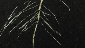 Time lapse of bean germinating and growing in a rhizobox. Bean (Fabaceae family) was placed in a rhizobox filled with the dirt and was grown in rhizobox for 14 days. - Powered by Shutterstock - Get 15% off with code: PIKWIZARD15