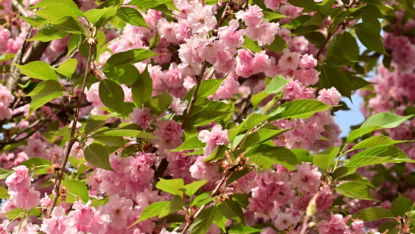 the beautifu;l tree blossoms closeup