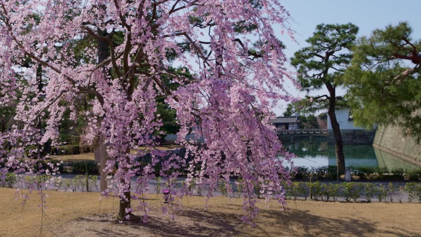 Sakura in full bloom in Kyoto, Japan, springtime cherry blossom in a Japanese traditional castle, tourism in Japan. High quality 4k footage