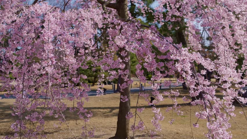 Blooming sakura tree in Kyoto, Japan, springtime cherry blossom in a Japanese traditional castle, tourism in Japan. High quality 4k footage