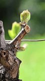 Drop of sap falling from vine branch with young shoots in spring. Sardinia, Italy. Traditional organic agriculture. Footage.
