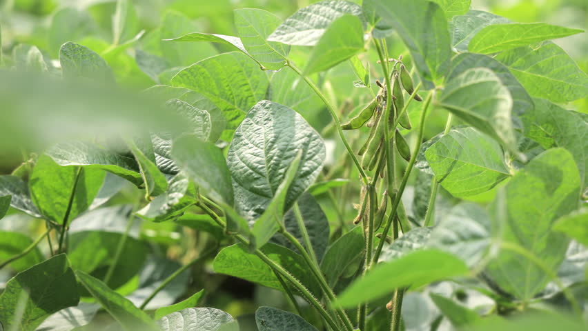 Soybean Pods Thriving on a Plant, Green soybean pods captured amidst vibrant leaves, displaying natural growth. Royalty-Free Stock Footage #3477806885