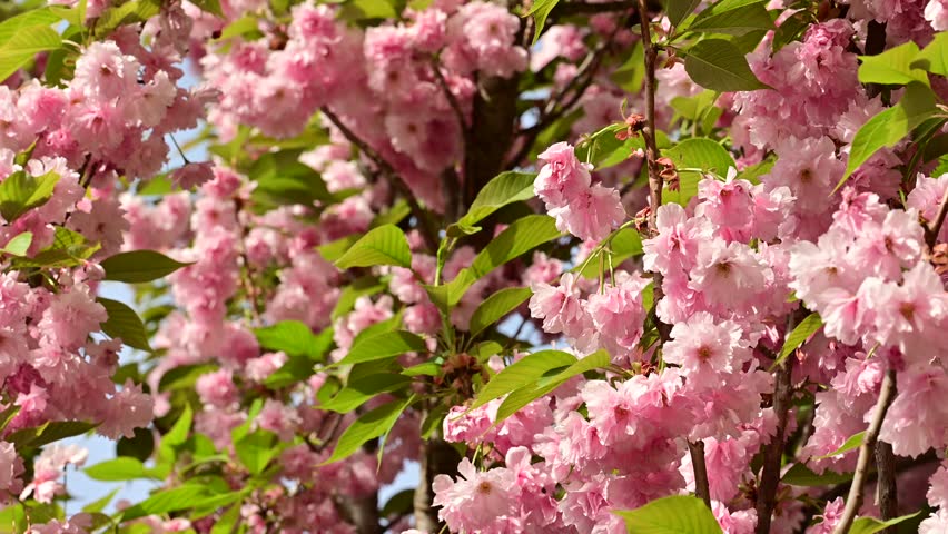 the beautifu;l tree blossoms closeup