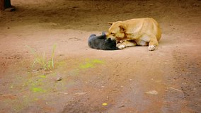 Video 1920x1080 - Mother dog grooms her puppy but scolds him and rejects his efforts to suckle.