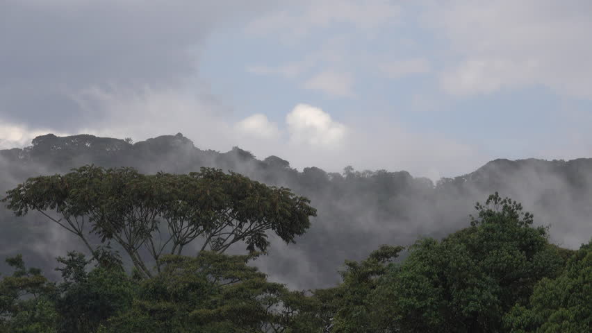 Rainforest, Rain in the morning. Rwanda Africa