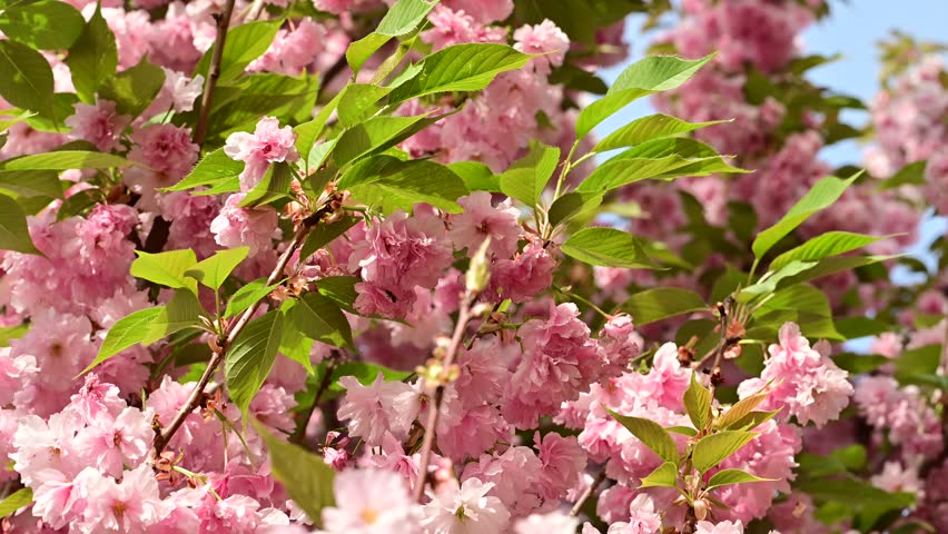 the beautifu;l tree blossoms closeup