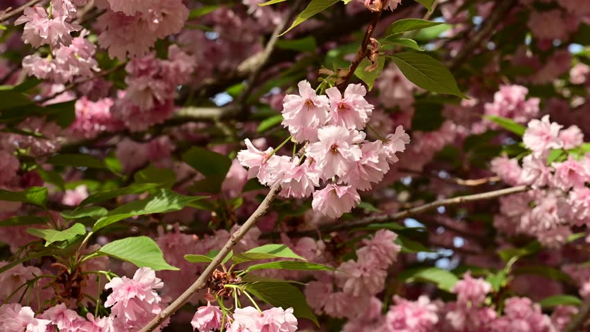the beautifu;l tree blossoms closeup